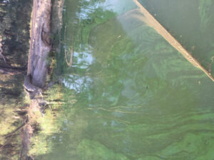 Blue-green algae alert hits Murray River in Sunraysia