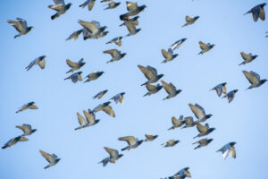 Glenn Milne wants ‘messy’ birds declared as pests” Stop the pigeons