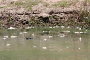 Menindee locals call for royal commission into the Murray-Darling Basin