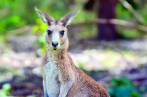 MP calls for kangaroo safety measures