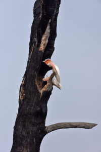 Pine carving helps nesting for Major Mitchell’s cockatoo