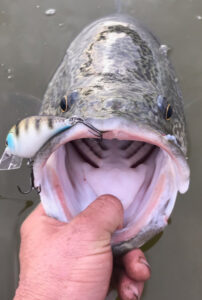 Cod Tales: Switching on the bite