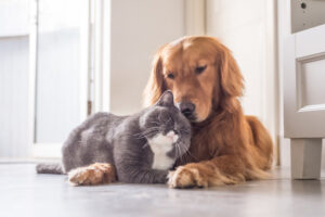 Pet registrations due soon