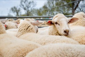 FARMING: Shipping sheep safely