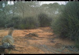 Numbat numbers bouncing back
