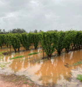 Growers battling through floods