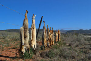 New dates for Ouyen fox bounty