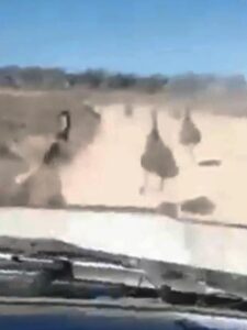 Reported emu deaths investigated