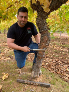 Robinvale invention fights grape vine bark bug