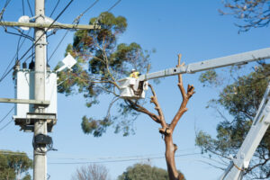 Safety risks lopped: Mildura trees removed