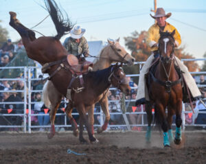 Rodeo heartbreak as horse dies after fall