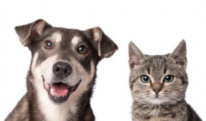 SHRCC offers free pet microchipping, rego