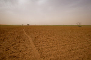 Southern Mallee crops outstrip Millewa, says report