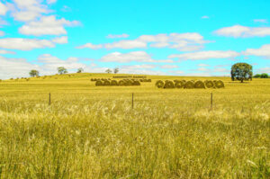 No fears for hay over-supply