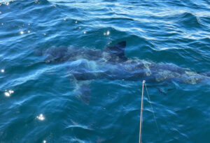 Great white fright – 5m-plus shark circles Mildura angler’s boat