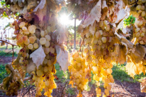 Dried fruit grower forum in Mildura
