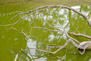Algal issues flow downstream