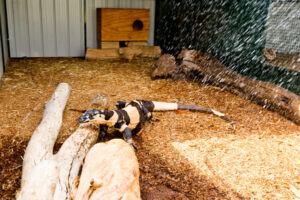 Hot weather a struggle for all creatures … except one