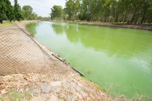 Blue-green algae alert lifted at Mildura, but remains in place at Merbein and Yelta