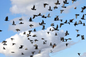 Bird’s-eye view could be weary