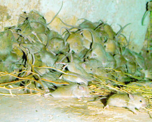 Ammunition in mouse war