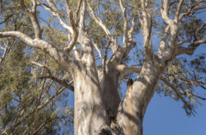 Free native plants for residents