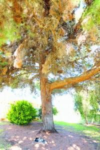 Time’s up for historic tree