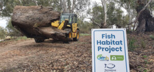 Huge snags to boost Darling River fish habitats