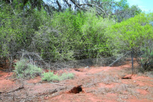 Farmers keen to weed out prickly problem