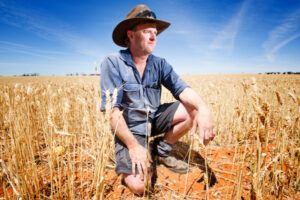Chickpea harvest stands out in strong forecast