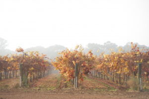 More cold Mildura mornings ahead