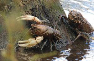 Decline in number of ‘stressed’ fish