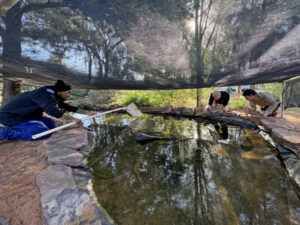 Native fish trials underway