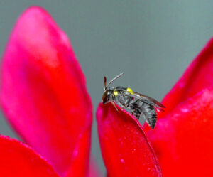 Taking sting out of threat to bees