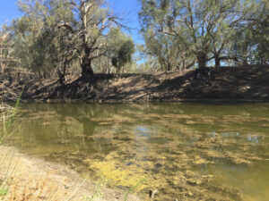 Toxin in Darling: Disease linked to bacteria found in three places