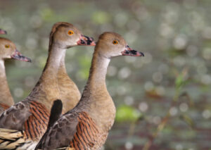 Waterbirds flock to the Mallee