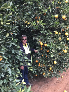 Citrus grower calls for more pruning of trees