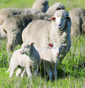 Sheep alert over milk fever danger