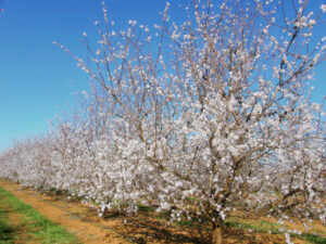 VFF calls for water hold on new irrigation developments