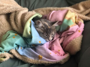 Pets in Isolation May 7, 2020