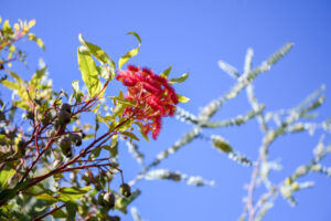Sky Garden widens our botanic horizons