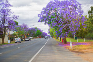 Mildura Council’s Urban Tree Strategy looks to improve living