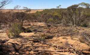 Illegal Koorlong clearing ‘destroyed’ ecosystem, court told