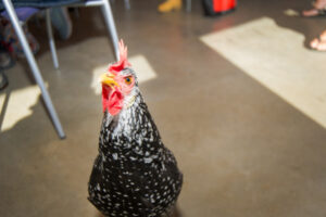 Why chooks can be perfect pets