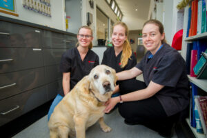 Snake bite, fireworks caution for pets