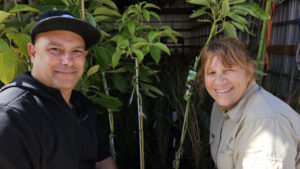 Trees make move back to nursery