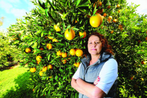 Local oranges running dry