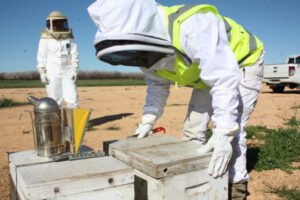 Varroa mite threat