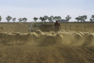 Farming: Records make light work of trade