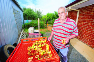 Pest destroys backyard fruit crop